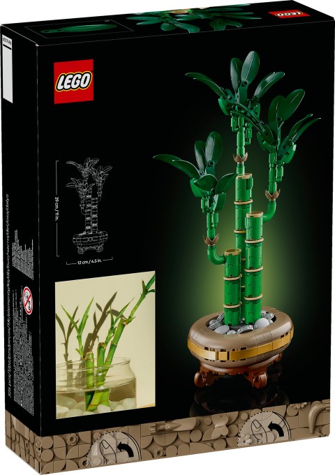 10344 | Dracena SanderaIVET.HU - A te online butikod.
