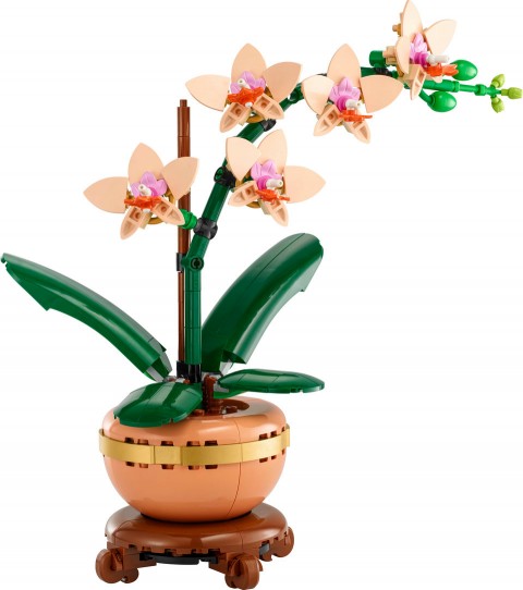 10343 | Kis OrchideaIVET.HU - A te online butikod.